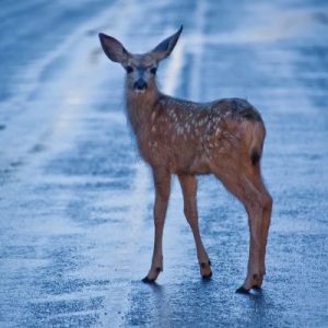 Fawn on road