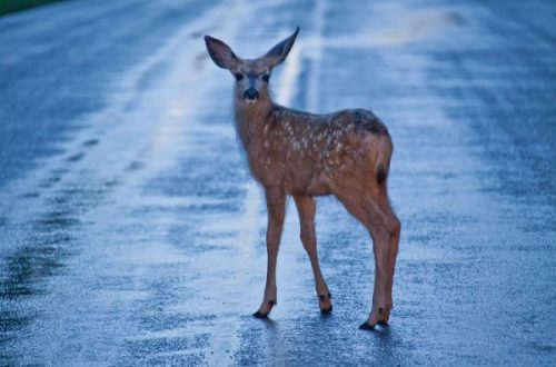 Fawn on road