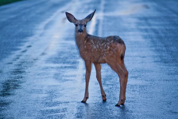 Fawn on road