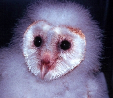 baby barn owl