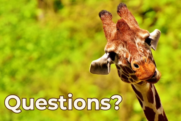 Giraffe with questions