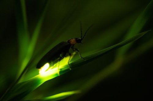 Glowing firefly in grass