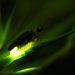 Glowing firefly in grass