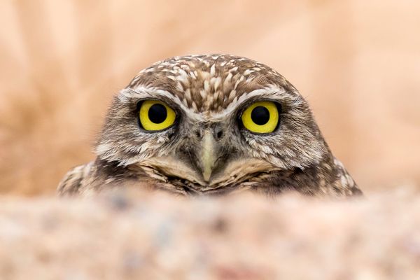 Burrowing owl