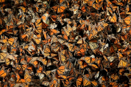 Monarch butterfly migration