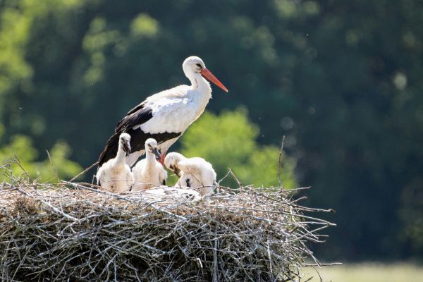 Nest with adult and chicks